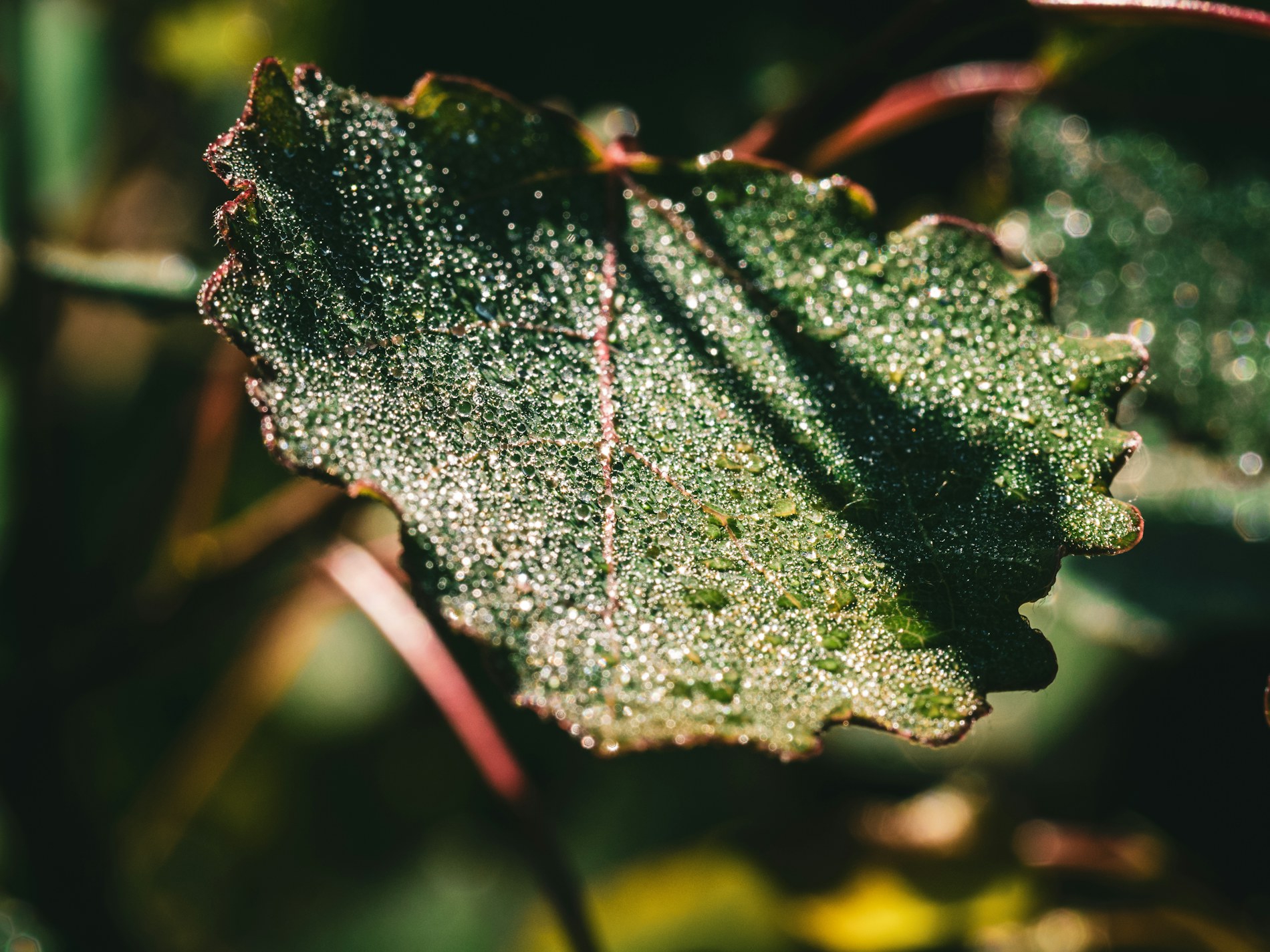 Folha verde com gotas de orvalho