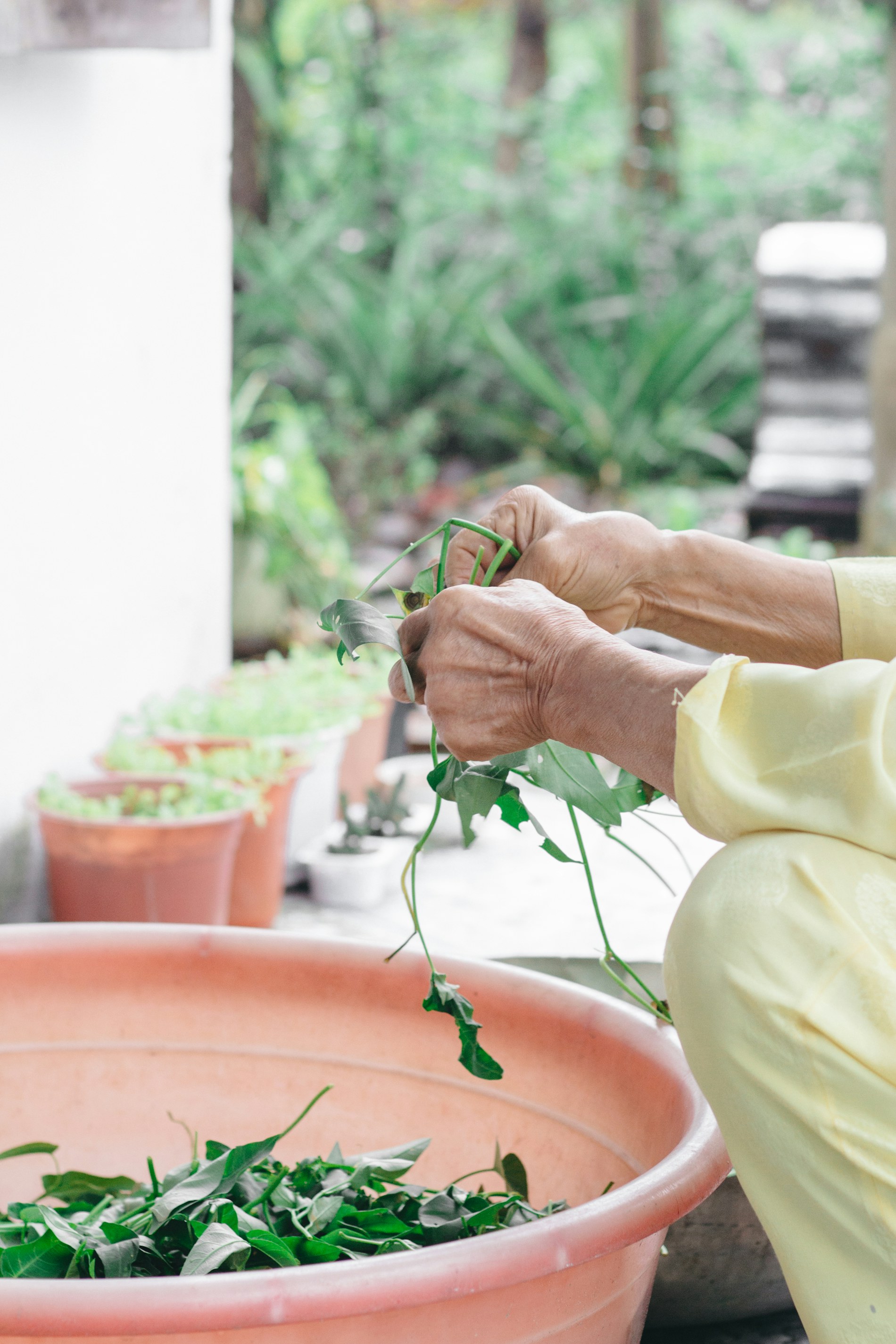 Mãos de uma pessoa idosa cuidando de folhas verdes em um jardim